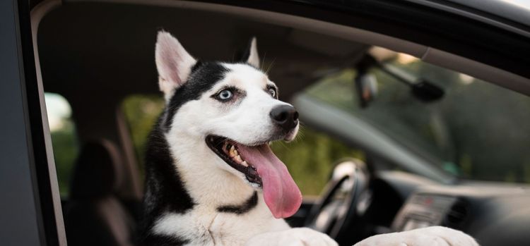 viajar con mascotas