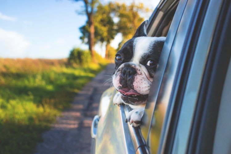 tips-para-viajar-en-auto-con-tu-mascota